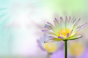 Blume