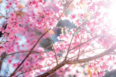 Japanische Kirschblüte