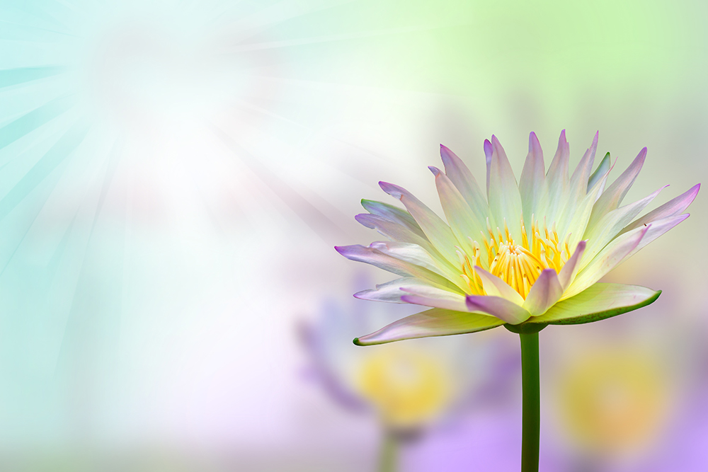 Blume